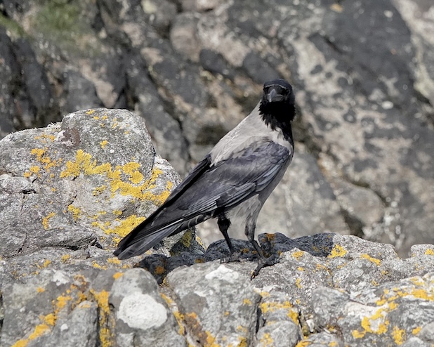 hooded crow